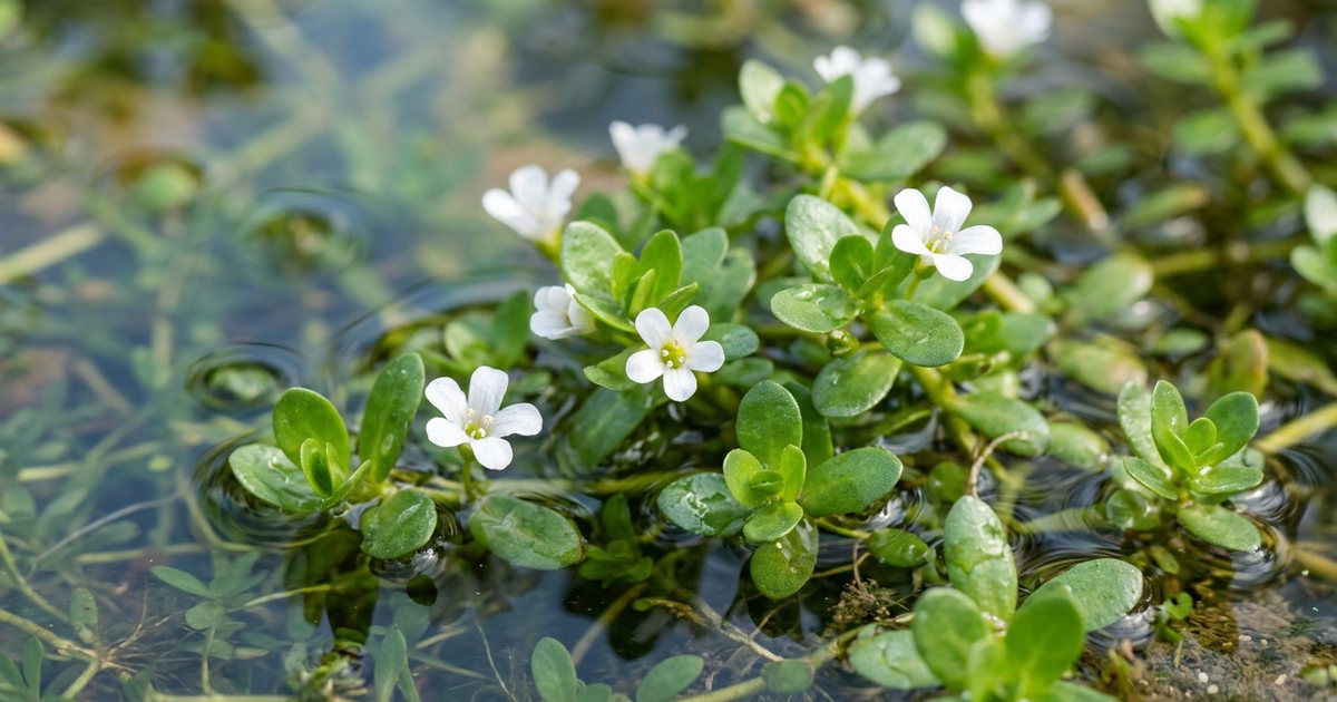 Supporting Cellular Balance and Antioxidant Activity - BacopaHub