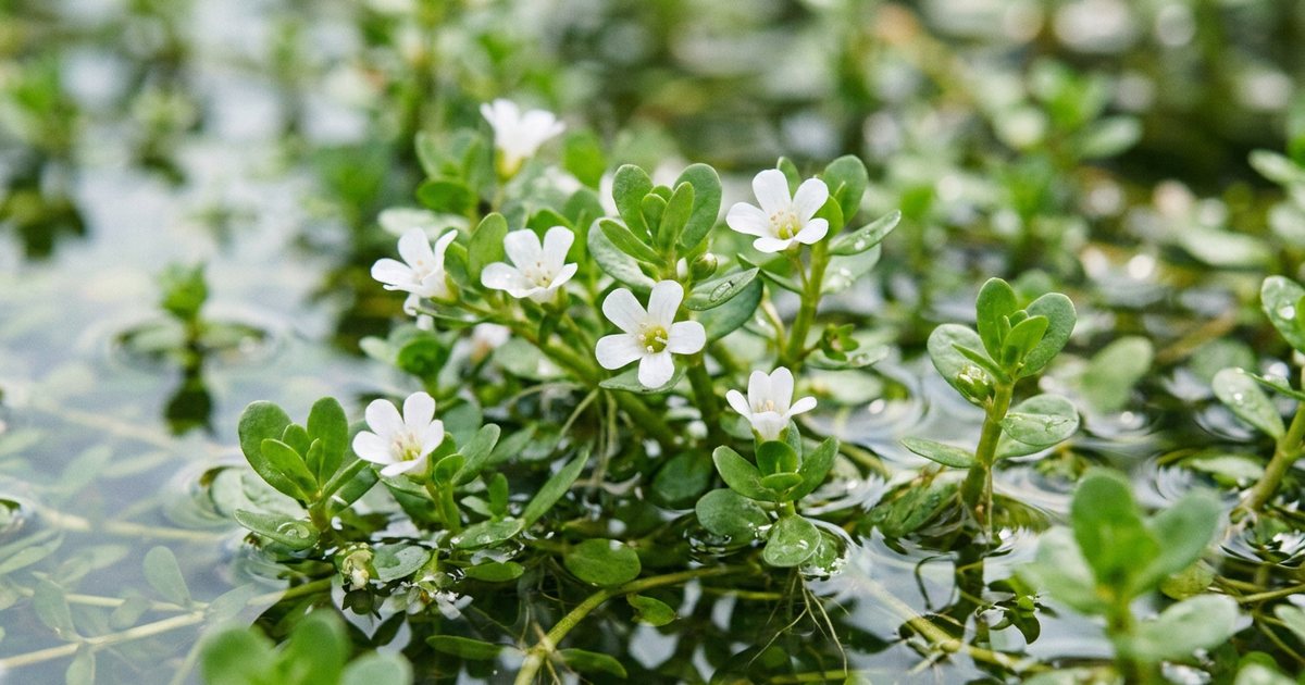 Exploring the Combination: Bacopa and Caffeine - BacopaHub
