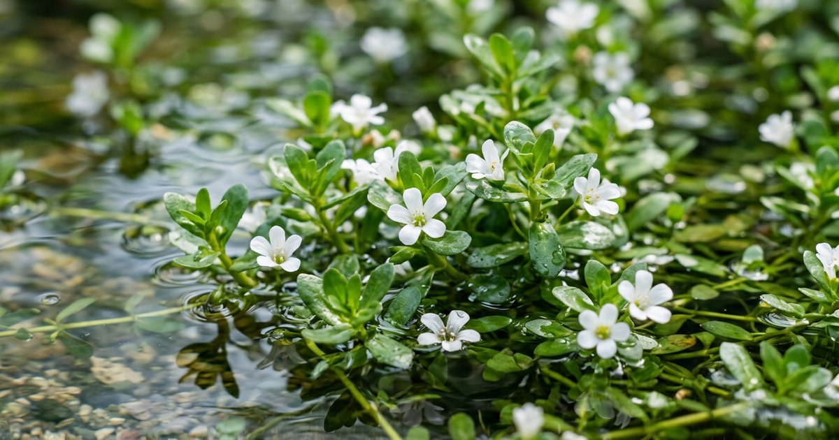 Bacopa Monnieri's Potential Influence on Gut Health - BacopaHub