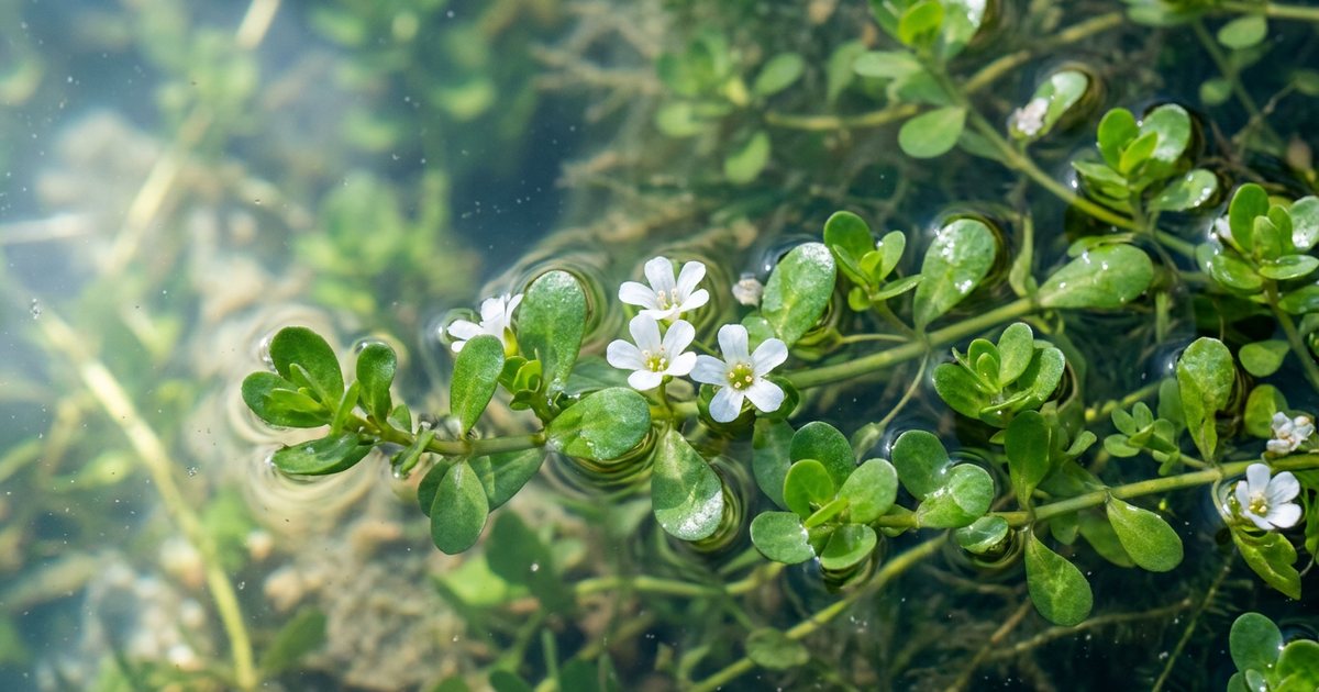 Modulating Antioxidant Enzymes and Free Radical Scavenging - BacopaHub