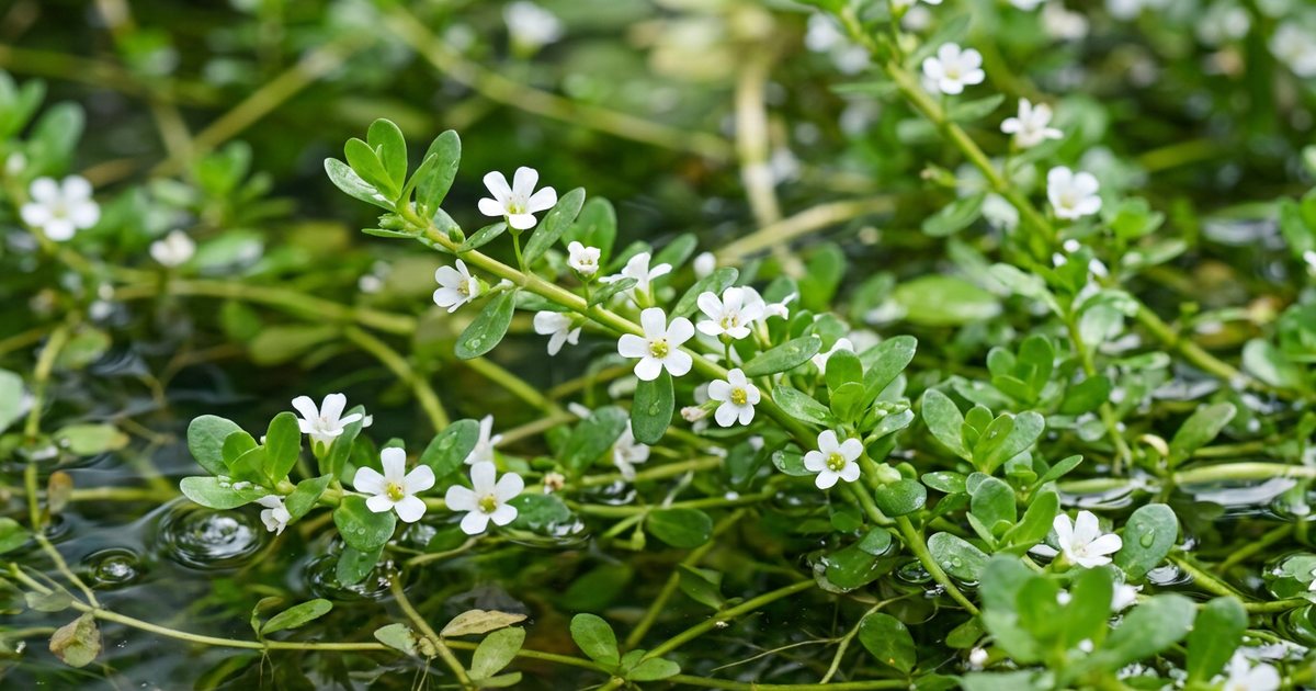 Bacopa Monnieri and Anxiety: What the Research Suggests - BacopaHub