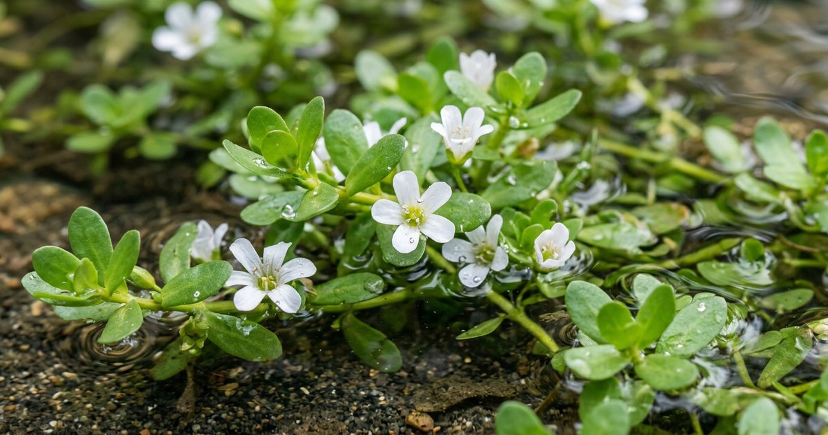 What the Research Uses: CDRI-08 and Other Standardized Extracts - BacopaHub