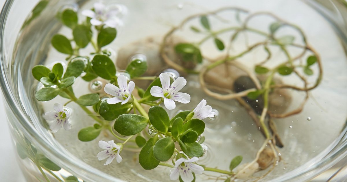 Bacopa Monnieri and Perimenopausal Brain Fog: Current Evidence - BacopaHub