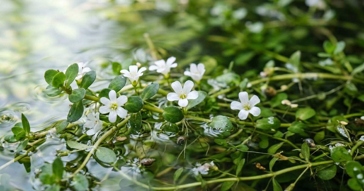 Supporting Cognitive Processes Through Cholinergic Function - BacopaHub
