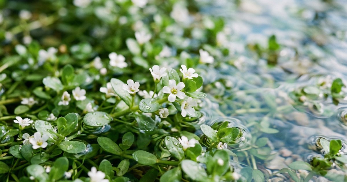 Bacopa Monnieri and Broader Cognitive Functions - BacopaHub