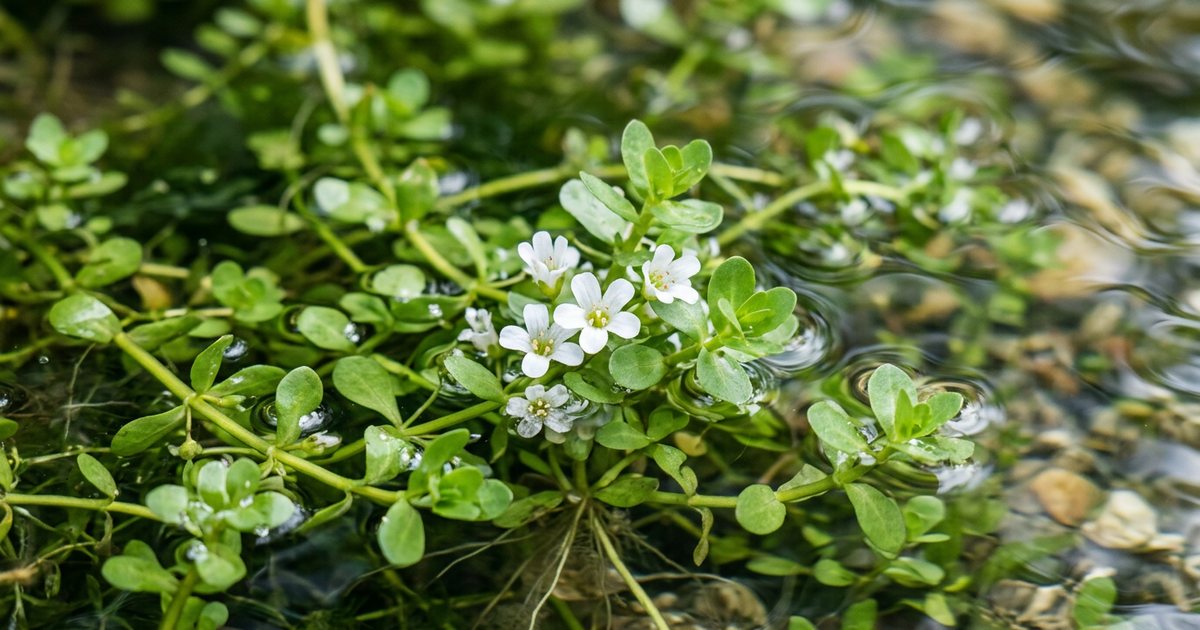 Exploring Bacopa for Brain Fog in Midlife - BacopaHub