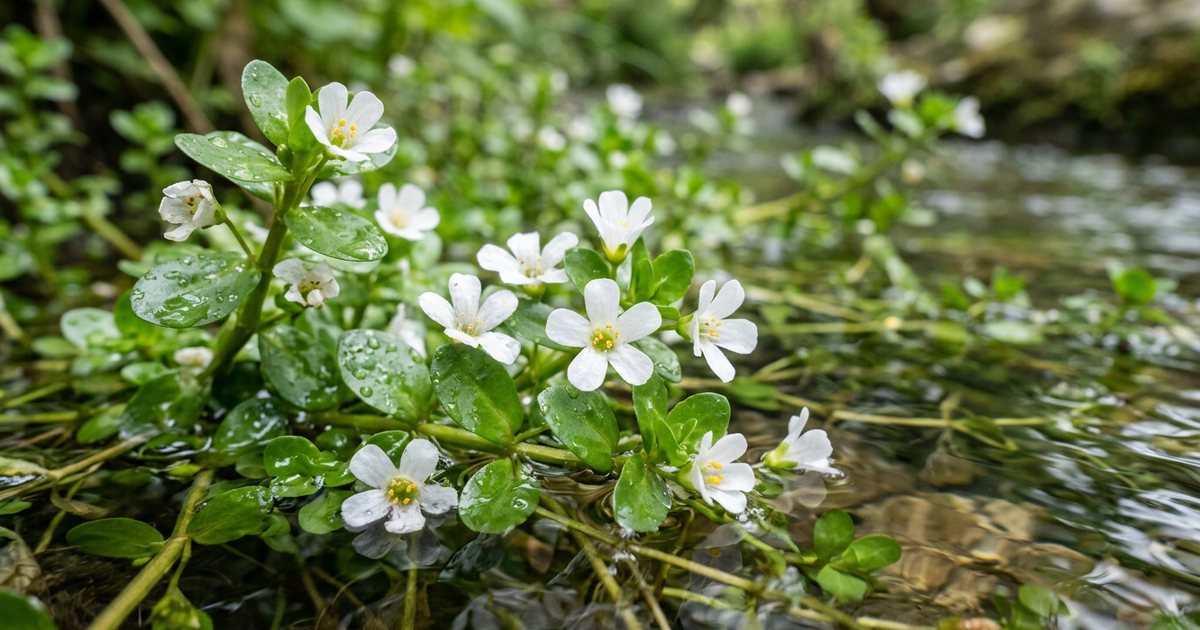 Bacopa and Executive Function: What the Evidence Suggests - BacopaHub