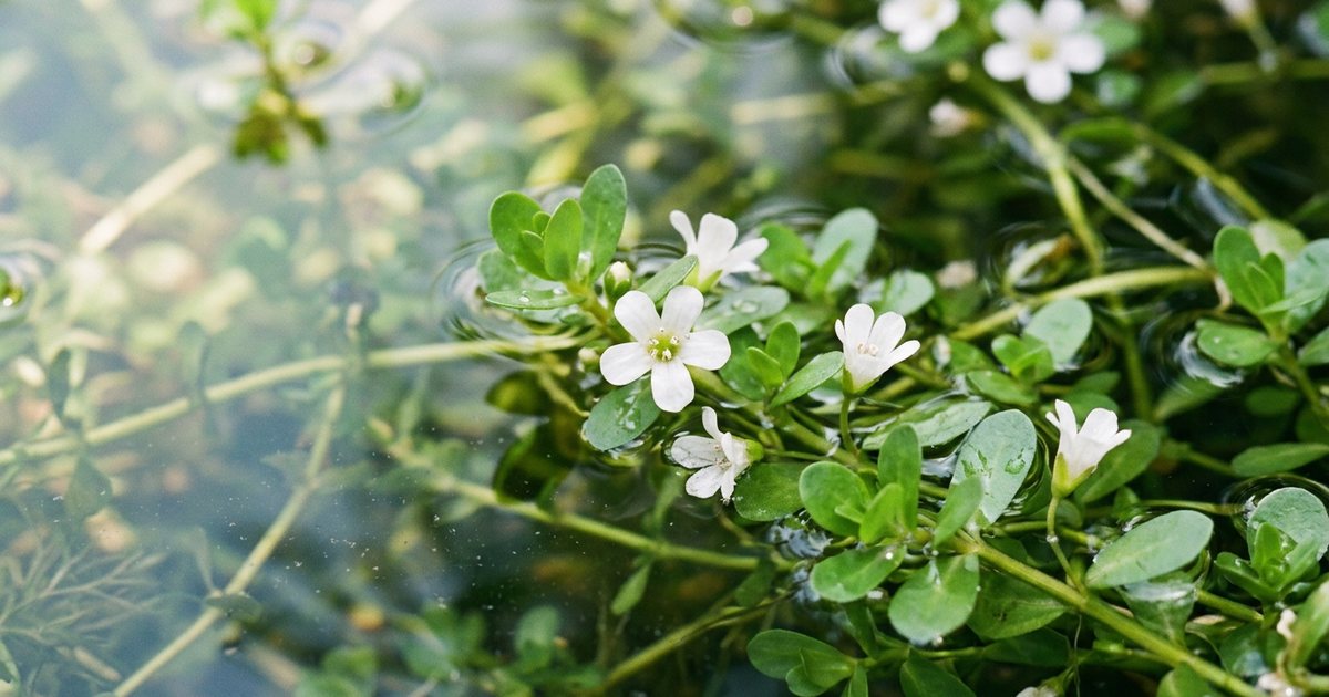 How Bacopa Monnieri May Support Focus and Concentration - BacopaHub