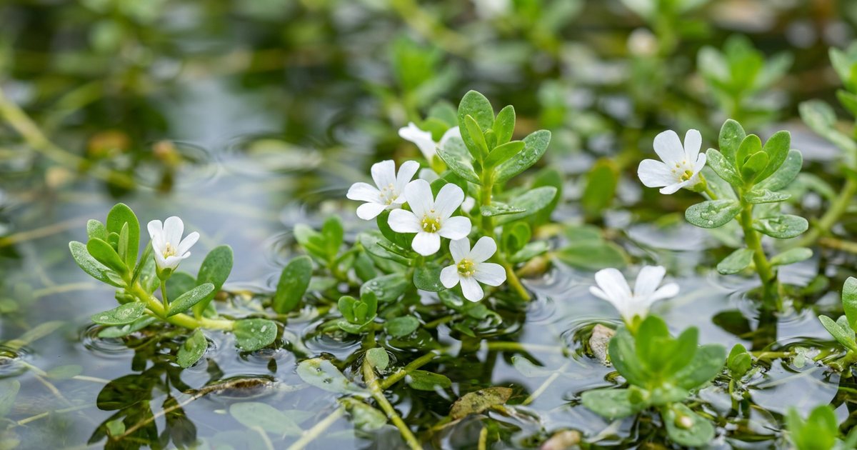 Bacopa’s Potential Role in Stress Adaptation - BacopaHub