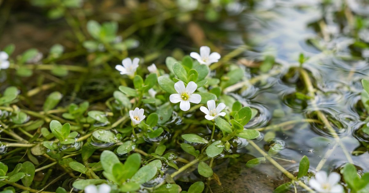 Bacopa Monnieri and Verbal Fluency: What the Evidence Suggests - BacopaHub