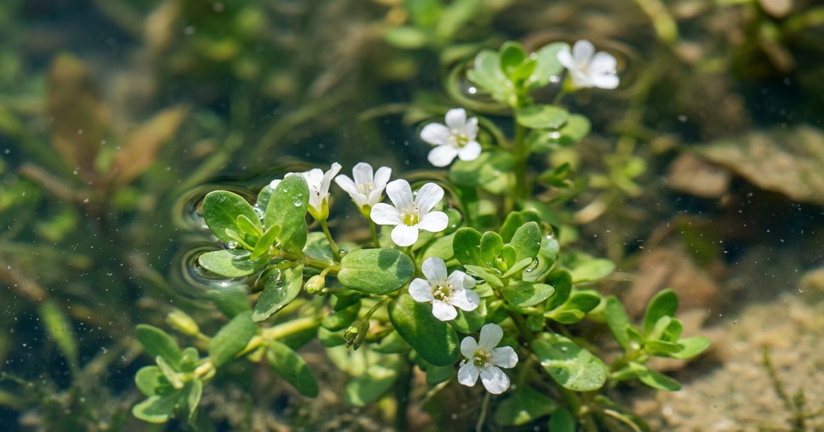 The Concept of 'Brahmi' and Its Significance - BacopaHub