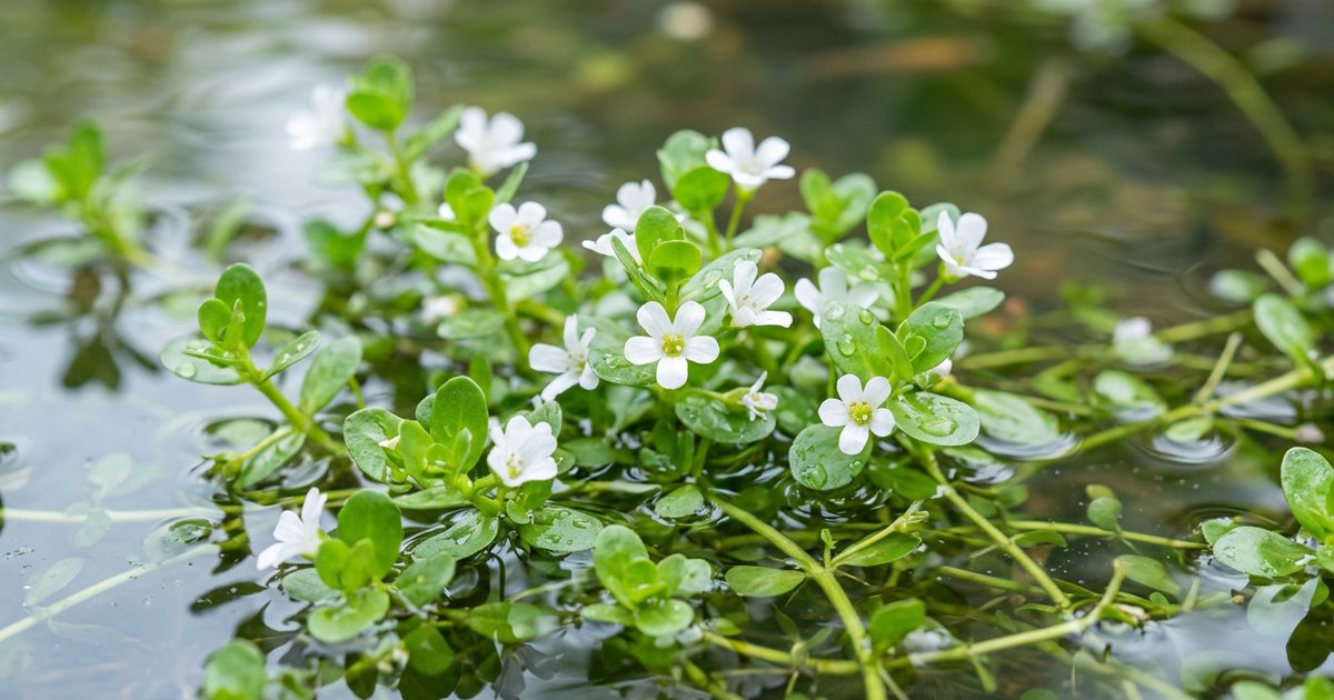 Bacopa Monnieri and Kidney Health: What Research Suggests - BacopaHub