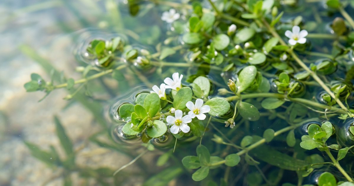 Research on Bacopa Long Term Safety: Animal Studies - BacopaHub