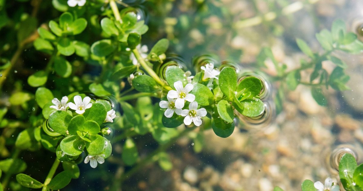 Exploring Bacopa Neurogenesis: Preclinical Findings - BacopaHub