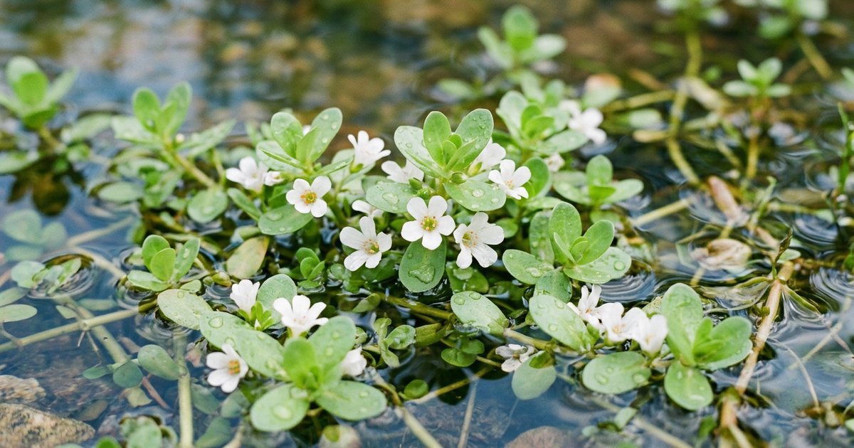 Bacopa and Overall Brain Health in Midlife - BacopaHub