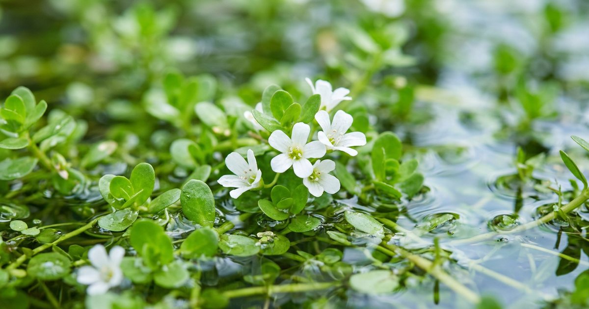 Bacopa for Focus and Concentration: What the Evidence Suggests - BacopaHub