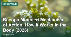 Bacopa Monnieri Mechanism of Action: How It Works in the Body (2026)