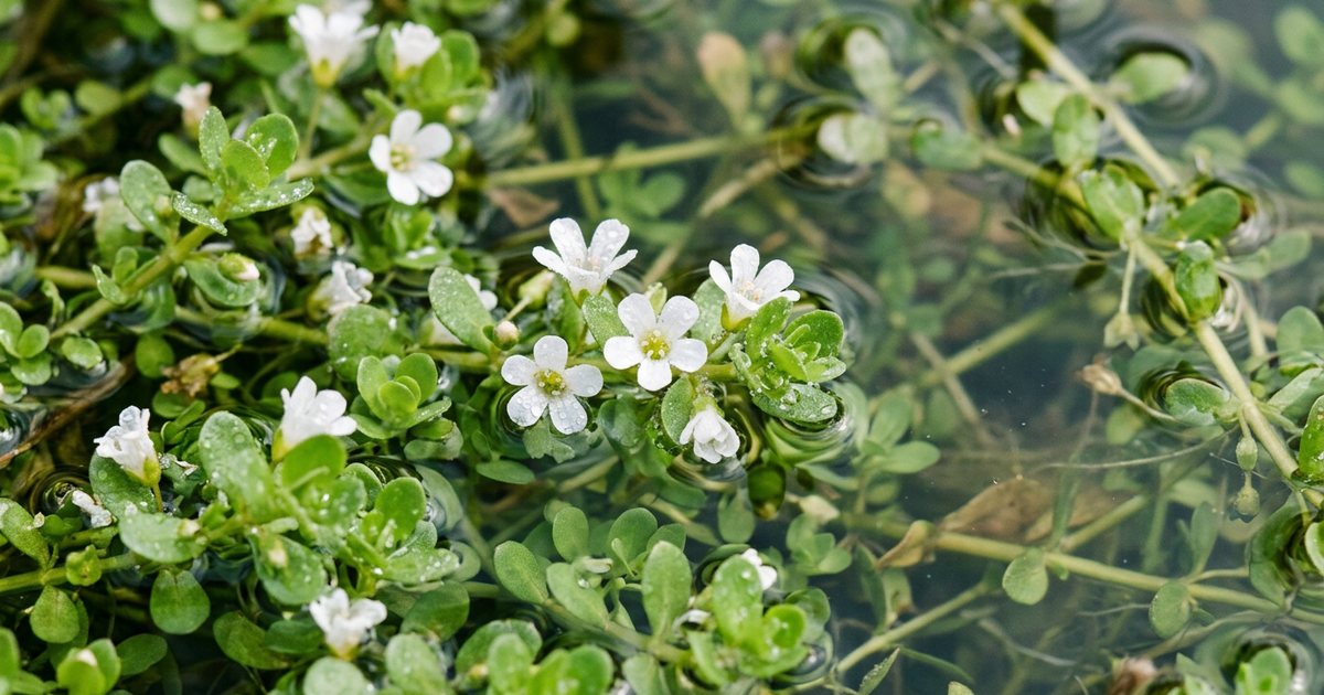 Potential Mechanisms: How Bacopa Might Support Sleep - BacopaHub