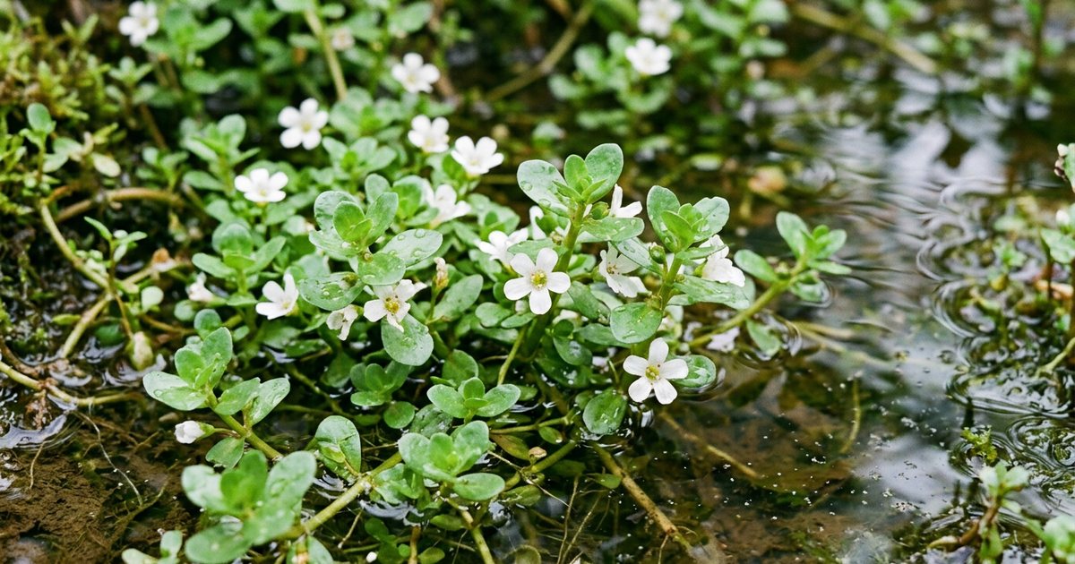 Bacopa for Stress: Mechanisms of Action - BacopaHub