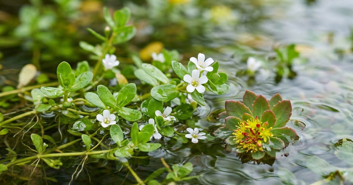 Rhodiola Rosea: Addressing Stress and Fatigue - BacopaHub
