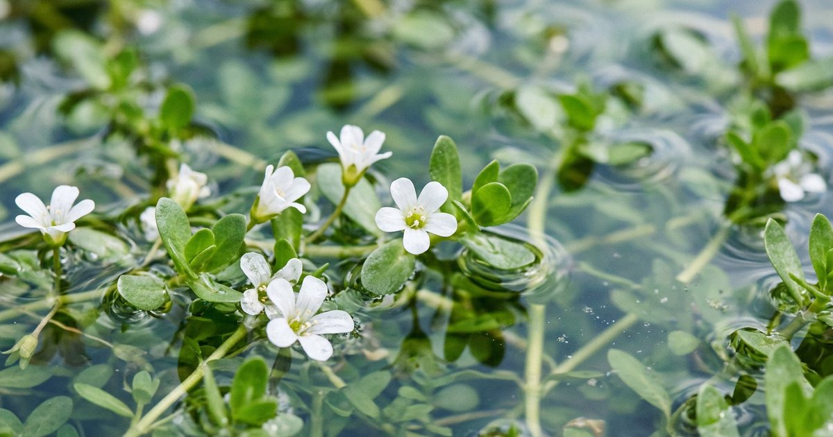 Strategies for Managing Bacopa Monnieri Side Effects - BacopaHub