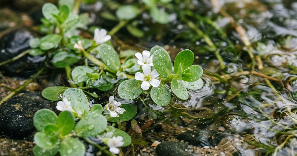 Strategies to Potentially Reduce Digestive Side Effects - BacopaHub