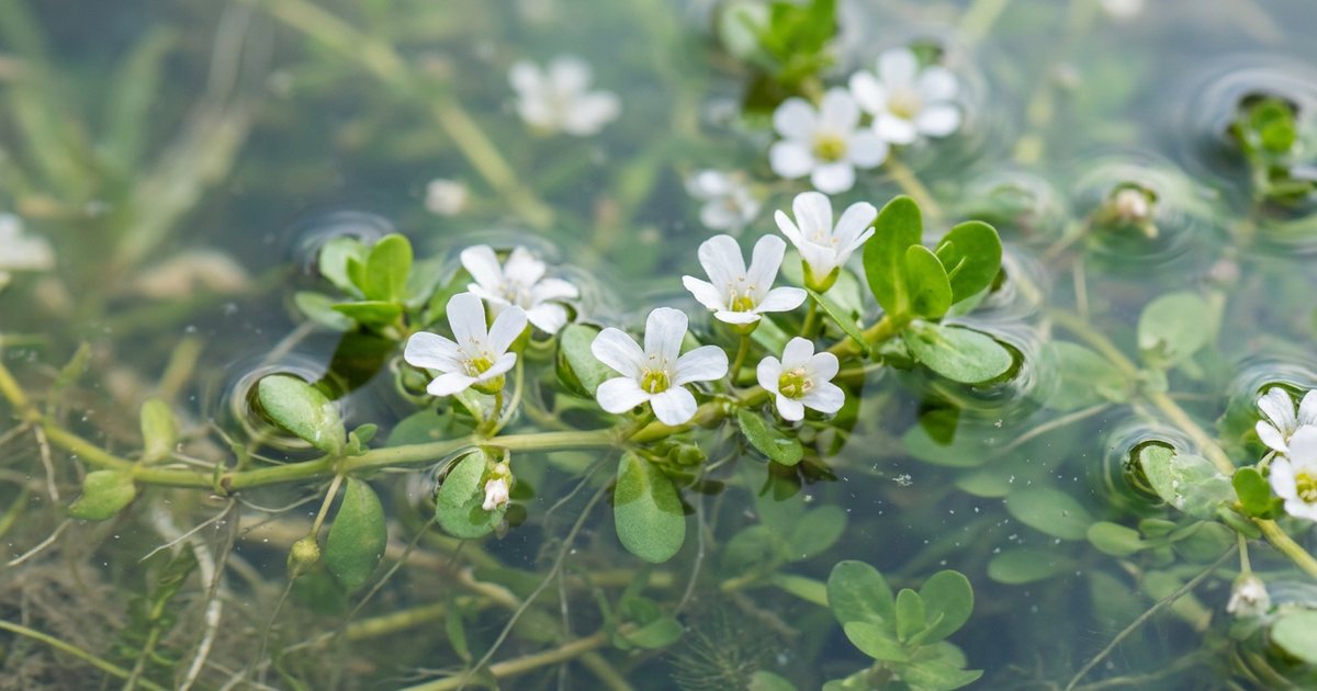 Direct Evidence on Bacopa Monnieri and Sleep Quality - BacopaHub
