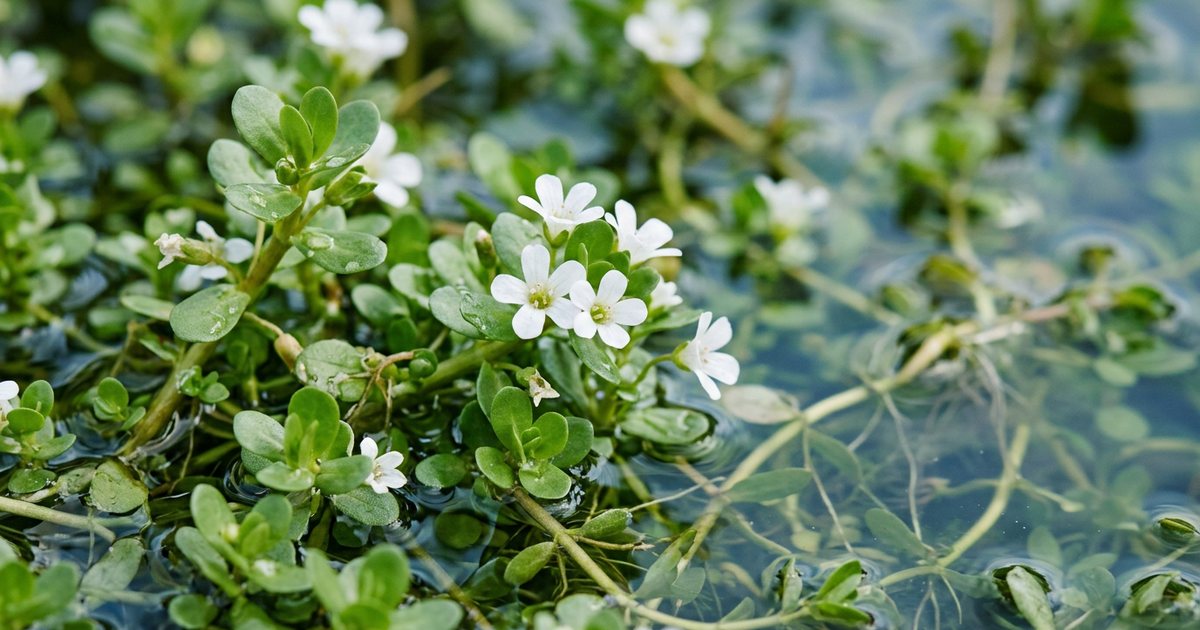 Bacopa for Sleep Perimenopause: What the Evidence Suggests - BacopaHub