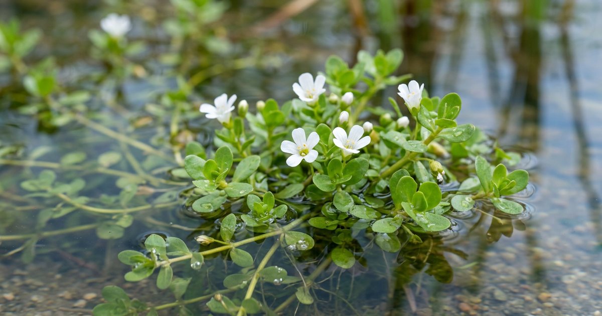 Titration: Gradually Adjusting Your Bacopa Dose - BacopaHub