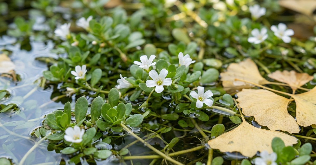 Direct Comparisons: Bacopa Monnieri vs. Ginkgo Biloba for Memory - BacopaHub