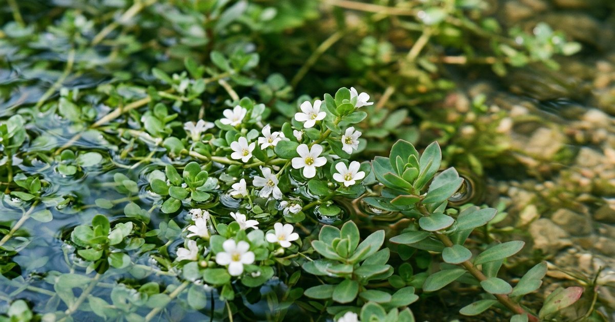 Rhodiola Rosea: Focus on Stress and Fatigue - BacopaHub
