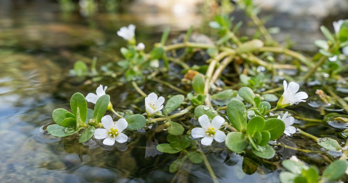 Liquid Bacopa Monnieri Extracts: Absorption Considerations - BacopaHub