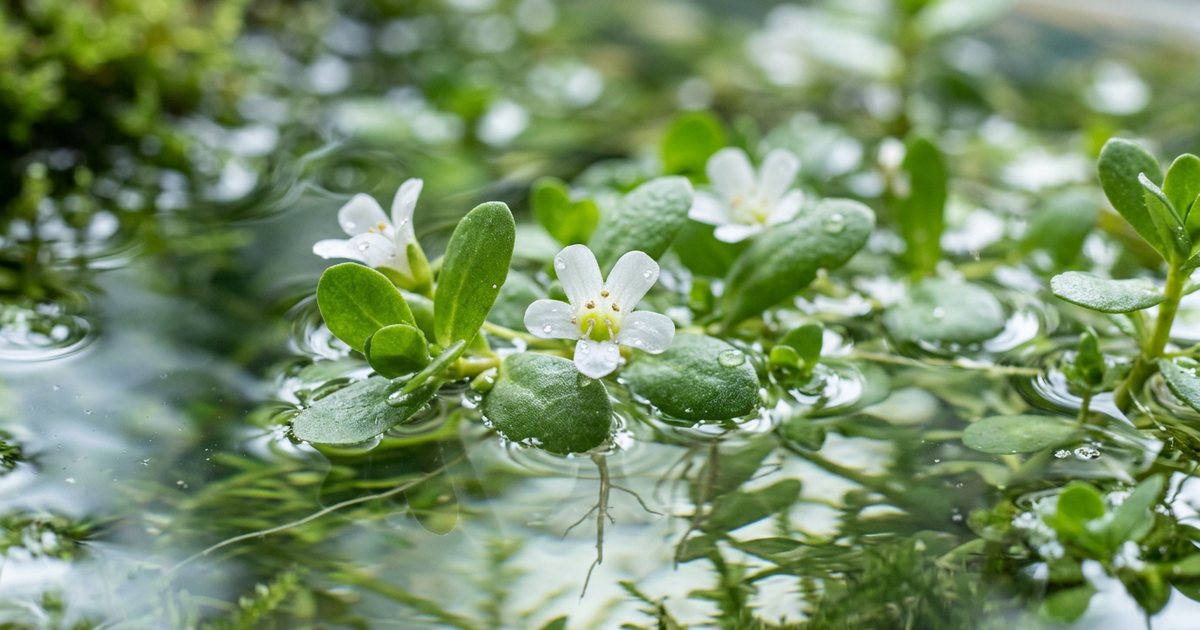 Emerging and Advanced Bacopa Monnieri Formulations - BacopaHub