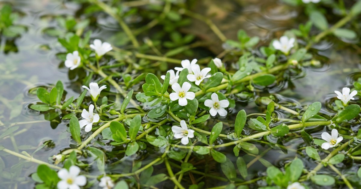 Consistency is Key: Maximizing Potential Benefits - BacopaHub