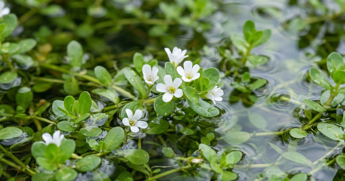 Traditional Dietary Sources of Bacopa Monnieri - BacopaHub