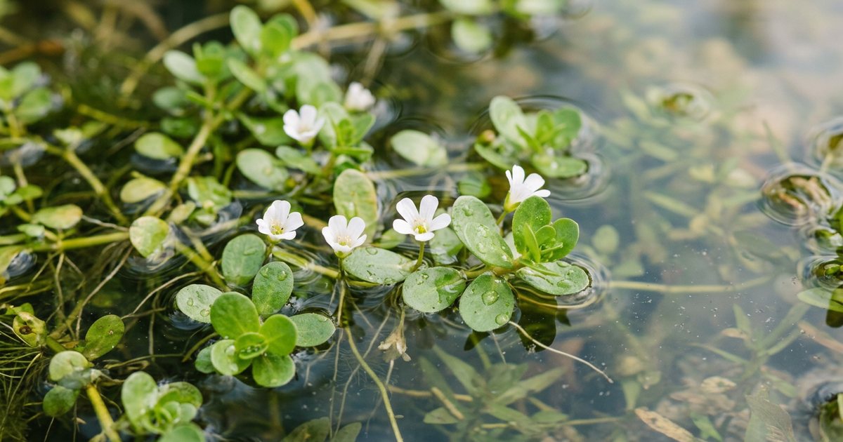 Bacopa Monnieri and Well-being in Midlife - BacopaHub