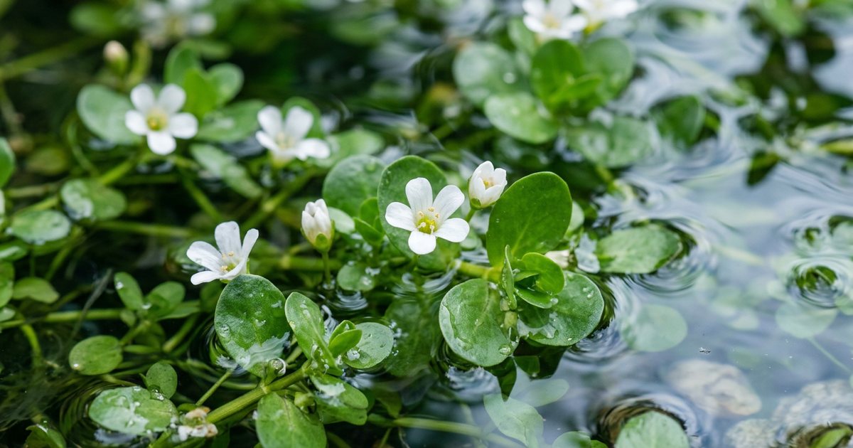 Ensuring Purity: Avoiding Unwanted Contaminants - BacopaHub